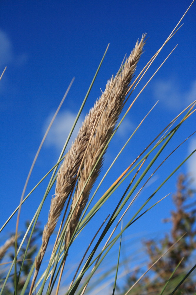 Herbstspaziergang am Meer