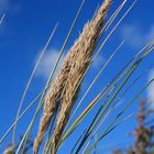 Herbstspaziergang am Meer