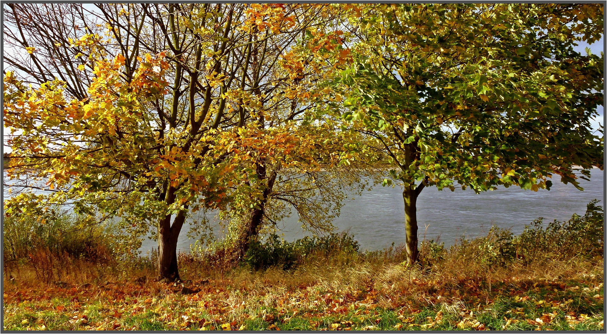 Herbstspaziergang am Rhein