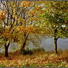 Herbstspaziergang am Rhein