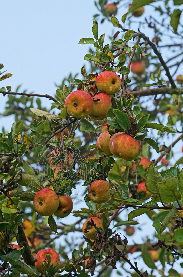 Herbstspaziergang am Rothsee (12) - in 16 Bildern