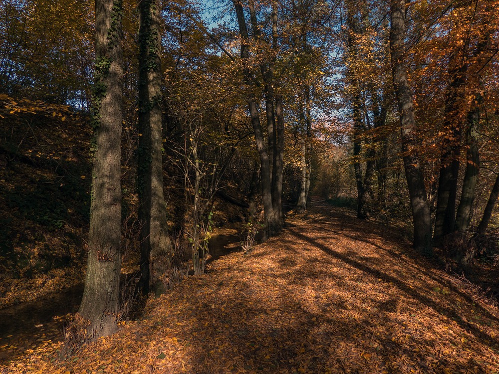 Herbstspaziergang an der Düssel