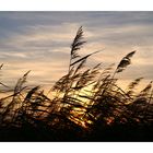 Herbstspaziergang an der Elbe