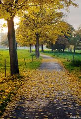 herbstspaziergang an der sieg