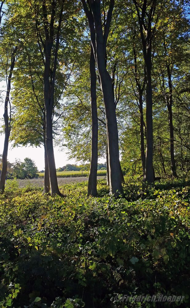 Herbstspaziergang an der Steilküste_2