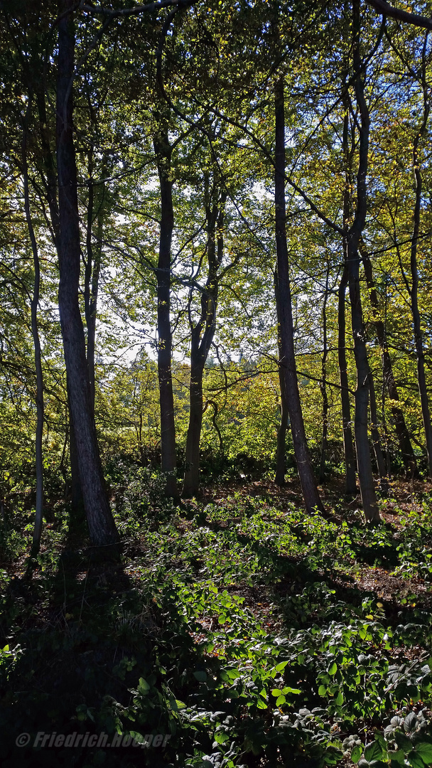 Herbstspaziergang an der Steilküste_3