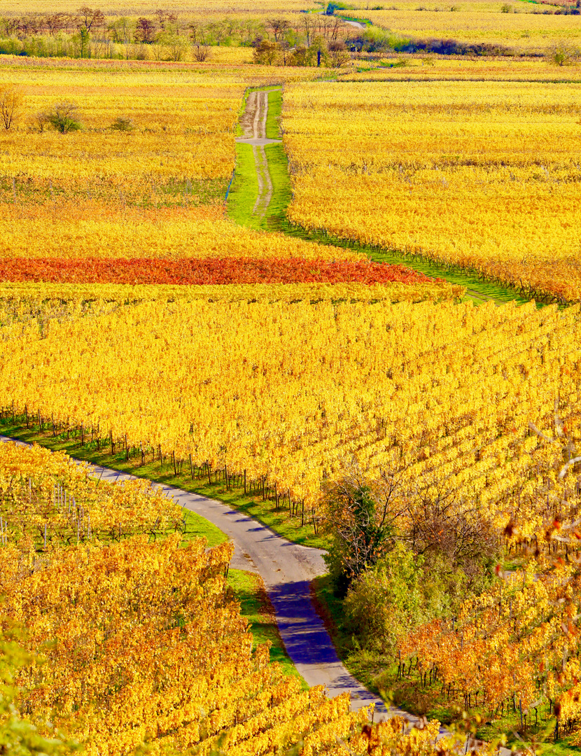 Herbstspaziergang an der Weinstrasse