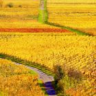 Herbstspaziergang an der Weinstrasse