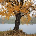 Herbstspaziergang auf der Donauinsel Wien