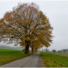 Herbstspaziergang