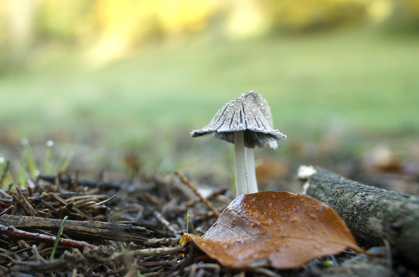 Herbstspaziergang