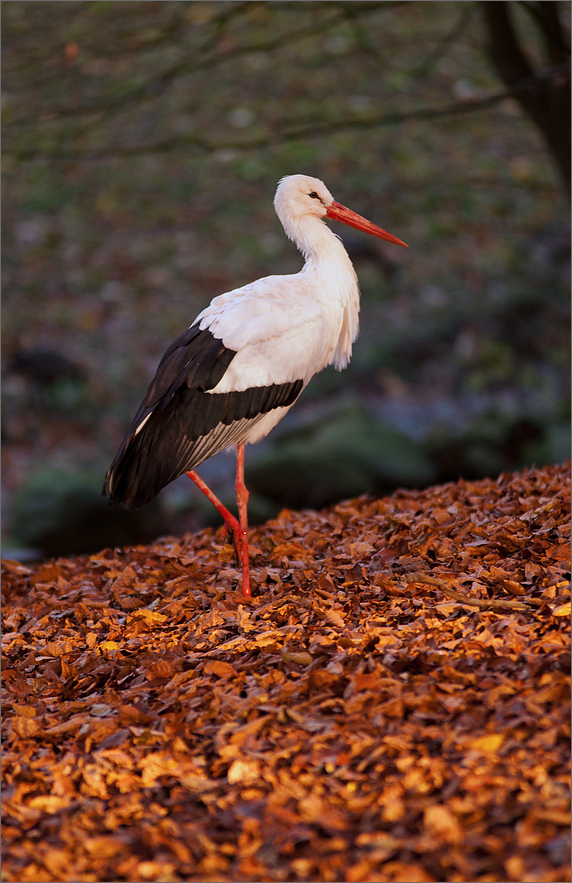 Herbstspaziergang