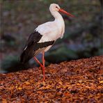 Herbstspaziergang