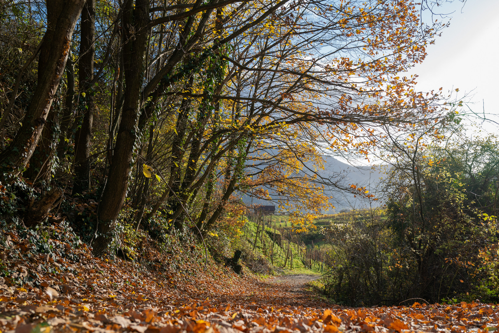 Herbstspaziergang