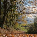 Herbstspaziergang