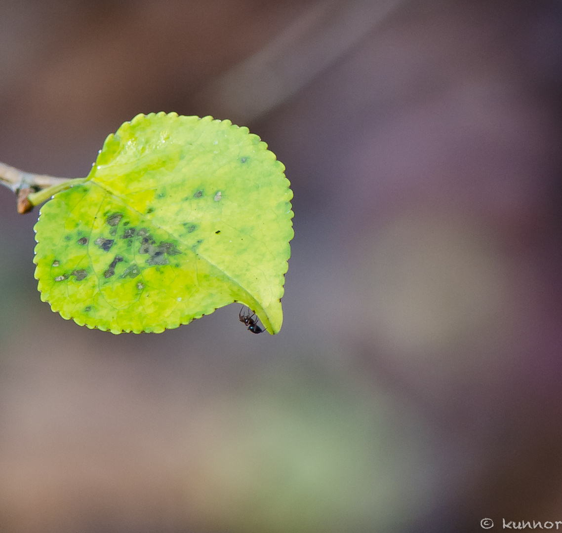 Herbstspaziergang