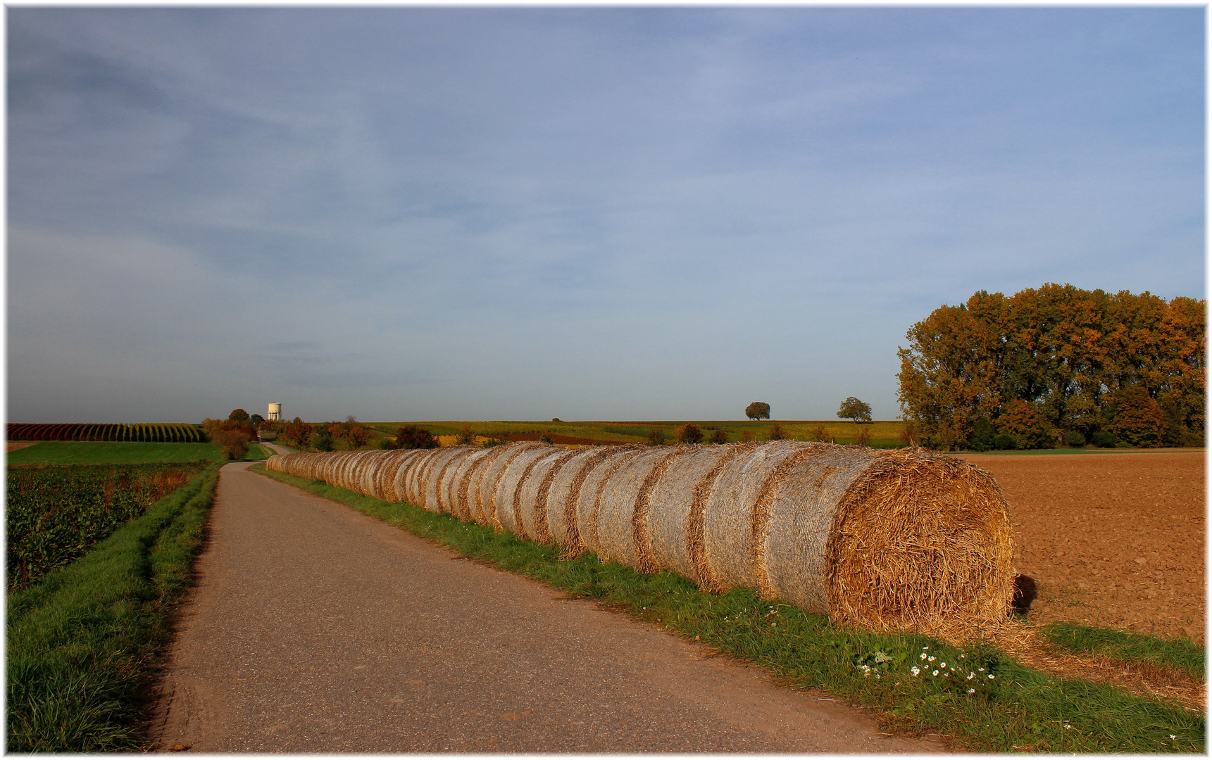 Herbstspaziergang bei Duttweiler