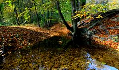 Herbstspaziergang...