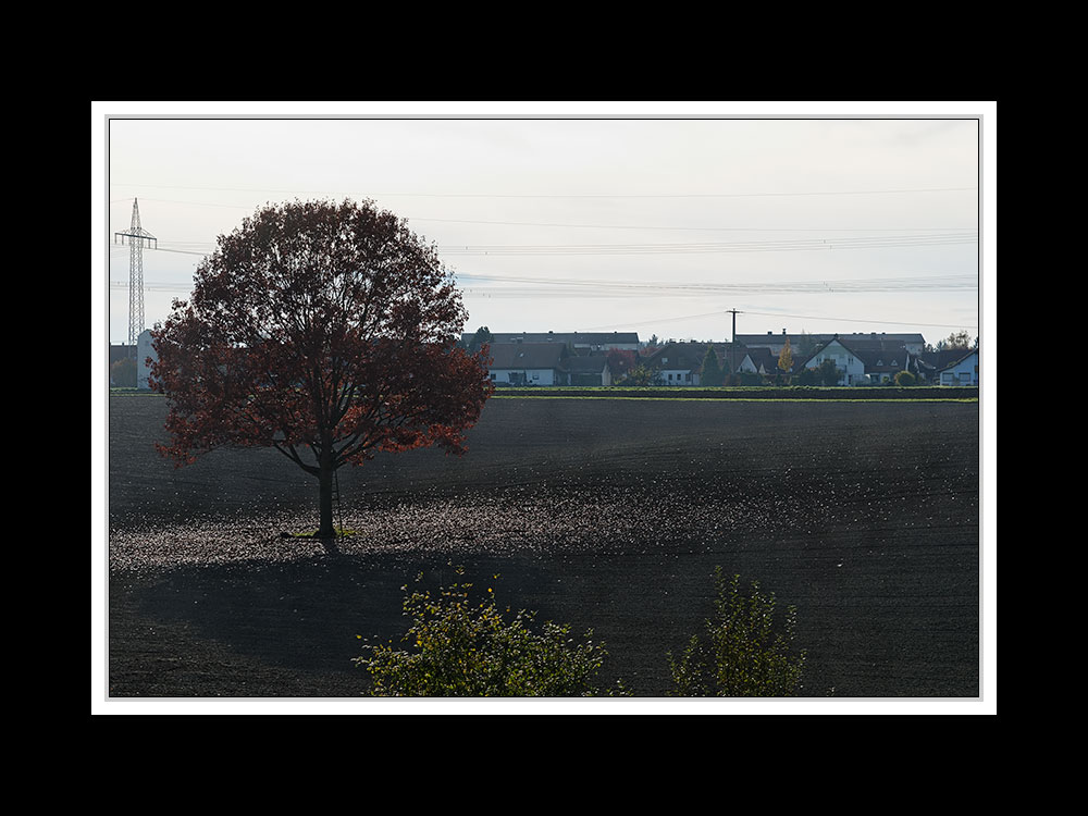 Herbstspaziergang Burgkirchen/Alz 04