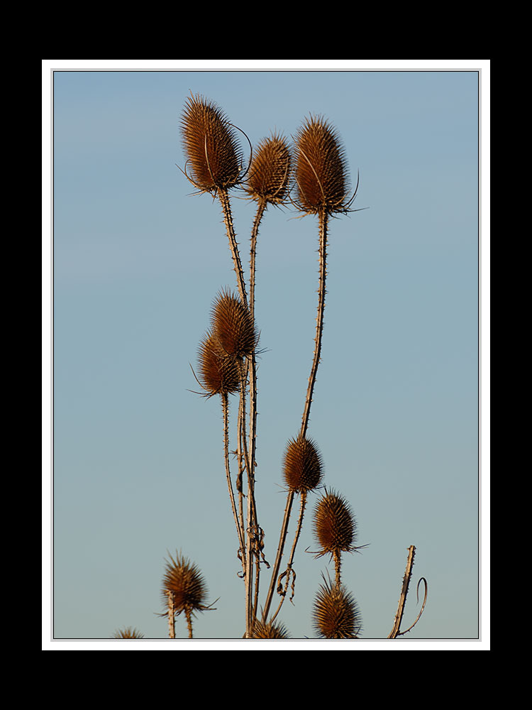 Herbstspaziergang Burgkirchen/Alz 19