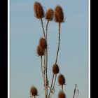 Herbstspaziergang Burgkirchen/Alz 19