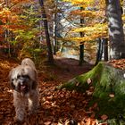 Herbstspaziergang