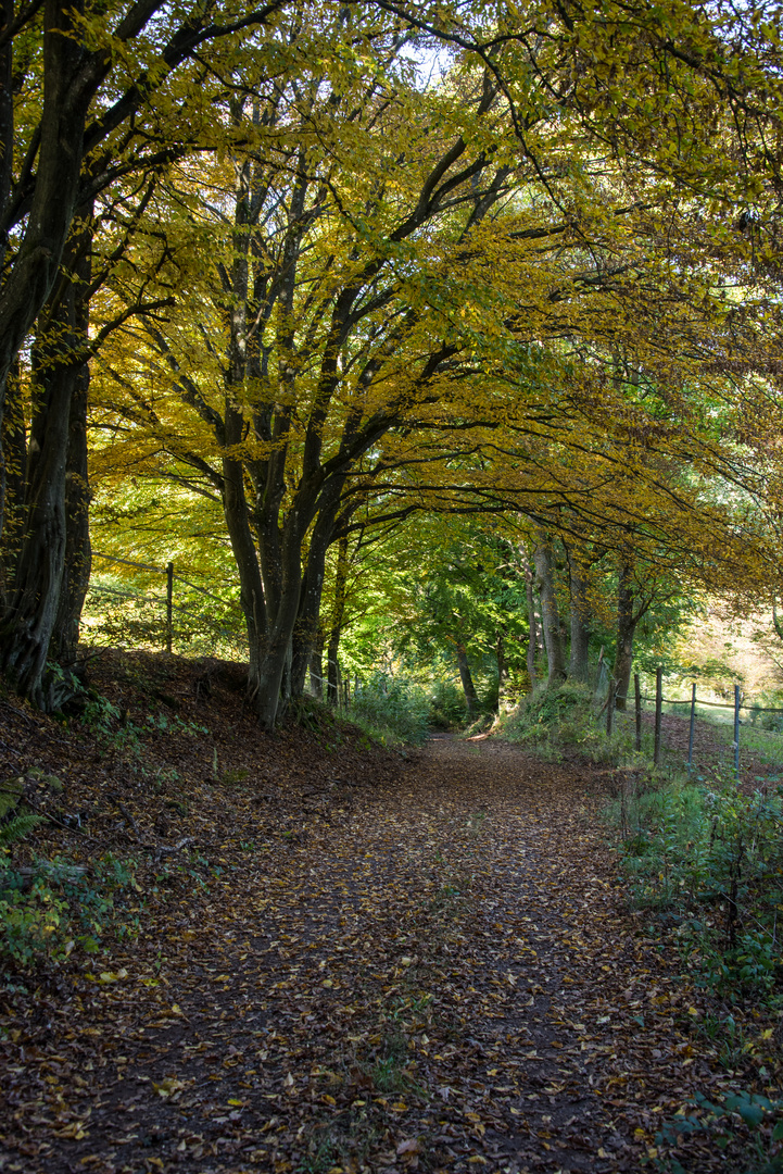 Herbstspaziergang 