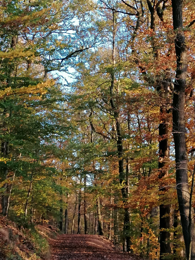 Herbstspaziergang 