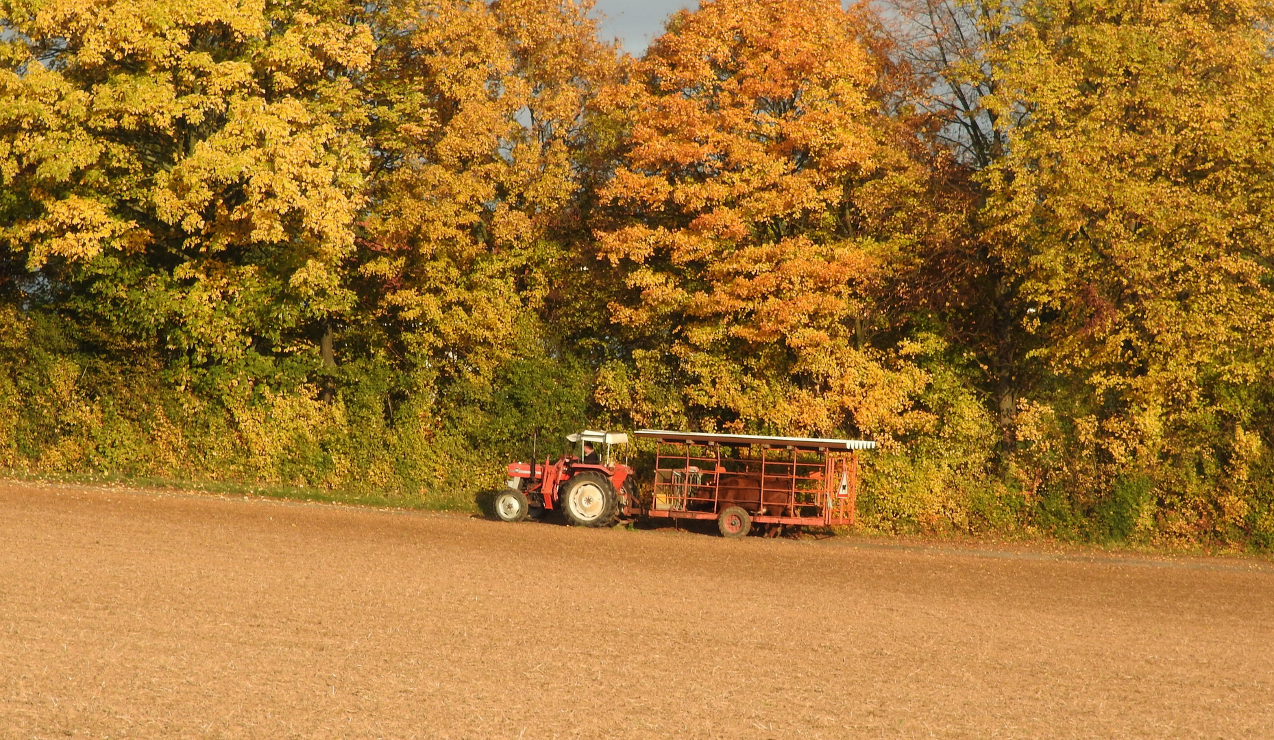 Herbstspaziergang ....