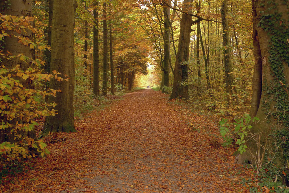 Herbstspaziergang