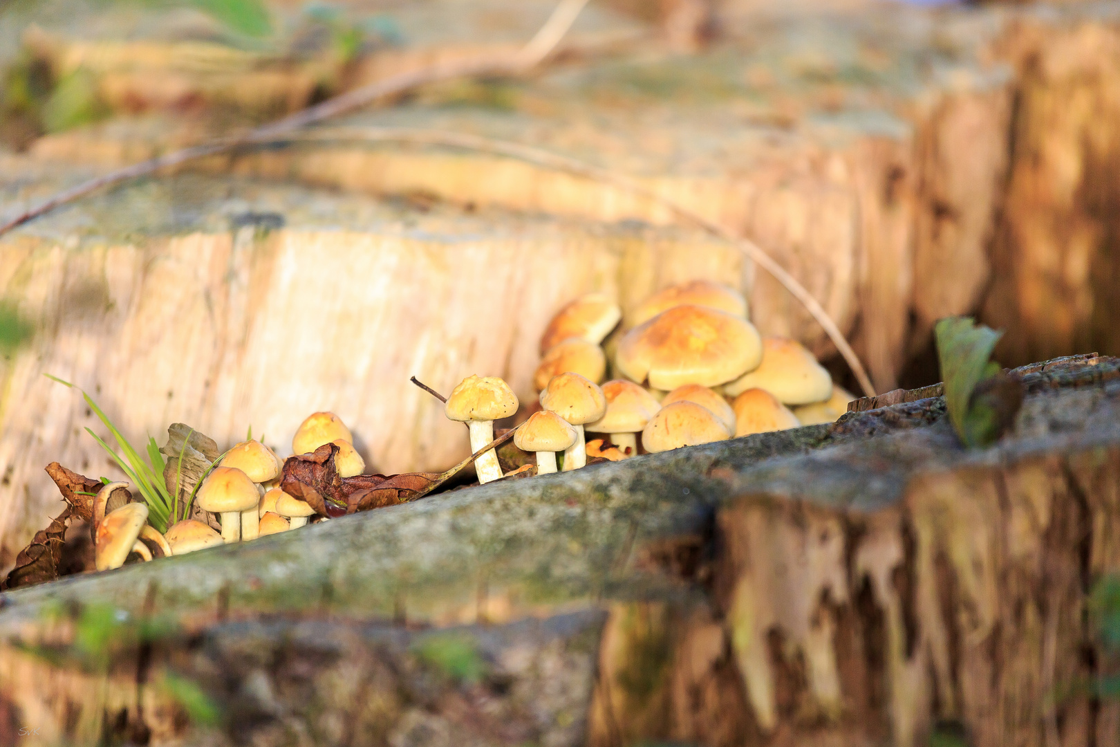 Herbstspaziergang