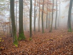 Herbstspaziergang