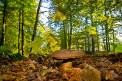 Herbstspaziergang