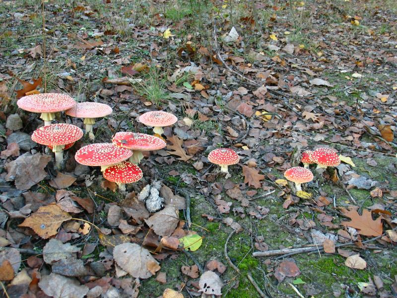 Herbstspaziergang die Zweite