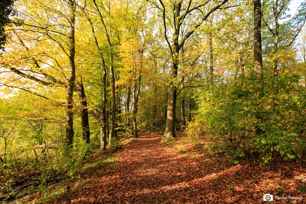 Herbstspaziergang durch den Stadtwald