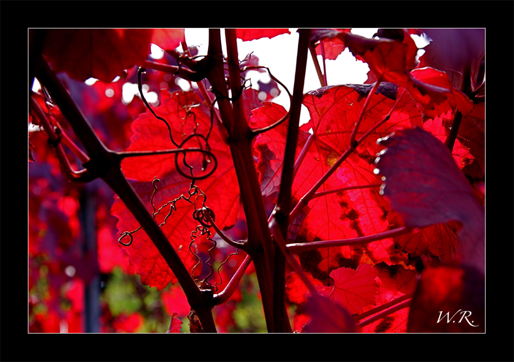 Herbstspaziergang durch die Weinberge der Südpfalz...