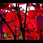 Herbstspaziergang durch die Weinberge der Südpfalz...