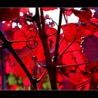 Herbstspaziergang durch die Weinberge der Südpfalz...