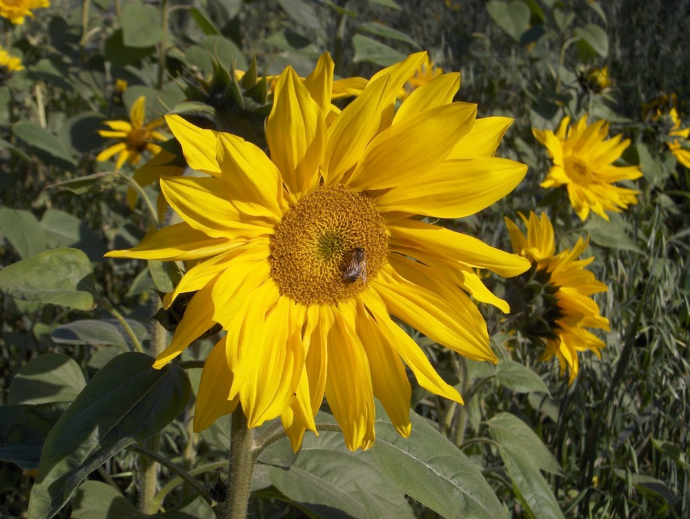 Herbstspaziergang