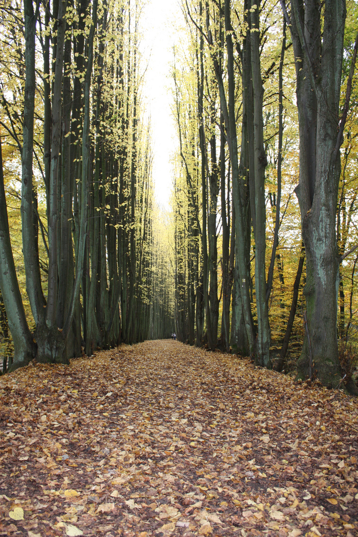 Herbstspaziergang