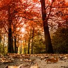 Herbstspaziergang