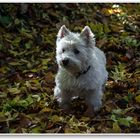 Herbstspaziergang