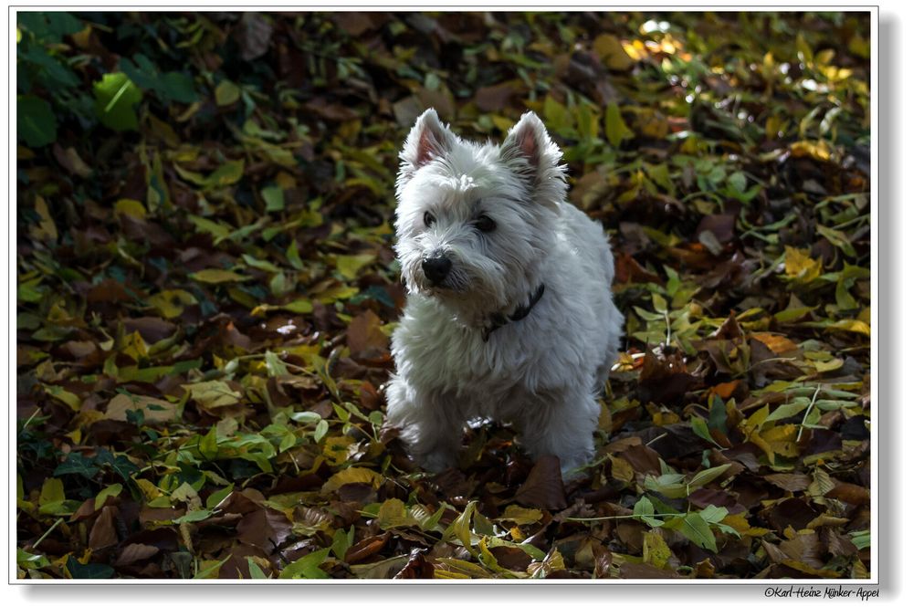 Herbstspaziergang