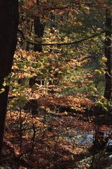 Herbstspaziergang