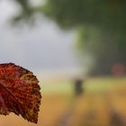 Herbstspaziergang