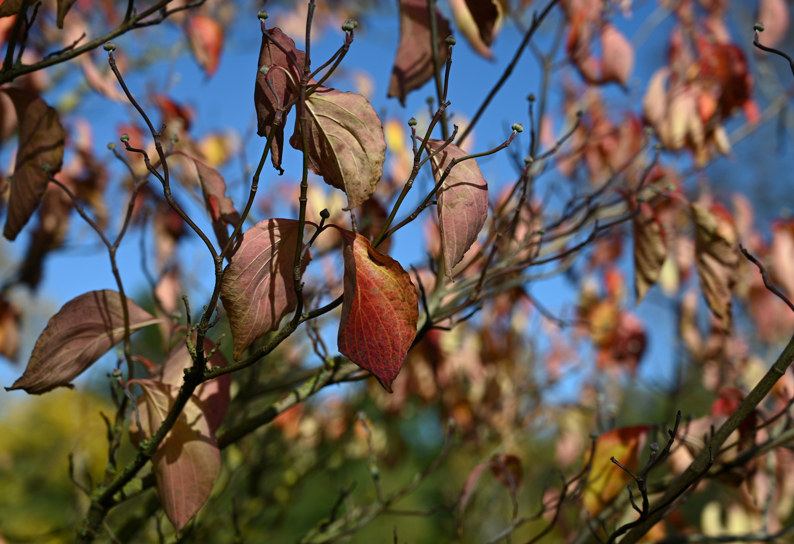 HerbstSpaziergang