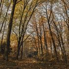 Herbstspaziergang