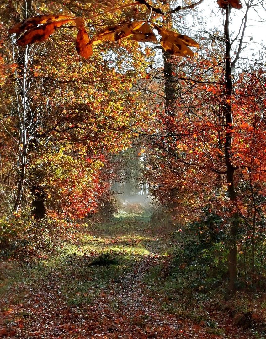 Herbstspaziergang