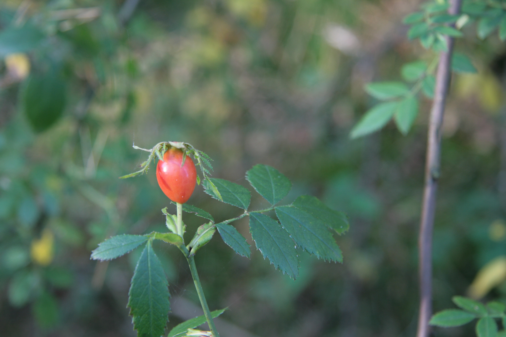 Herbstspaziergang