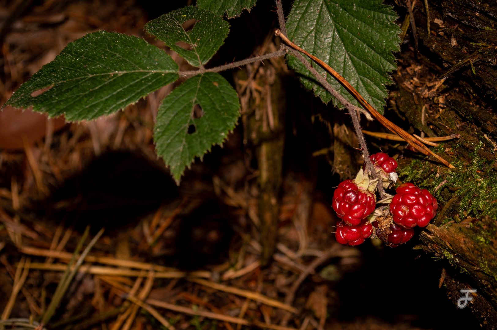 Herbstspaziergang